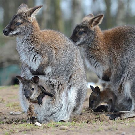 Cutest Australian Animals And Where To Find Them Australian Animals