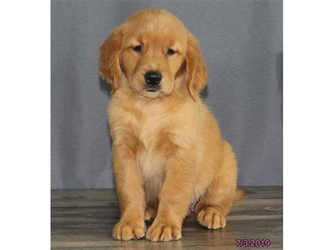 Short, just above its eyes and close to its cheek. Golden Retriever-DOG-Female-Dark Golden-2396642-Petland ...