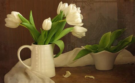 Tulips Flowers White Wallpaper Hd Flowers 4k Wallpapers Images And