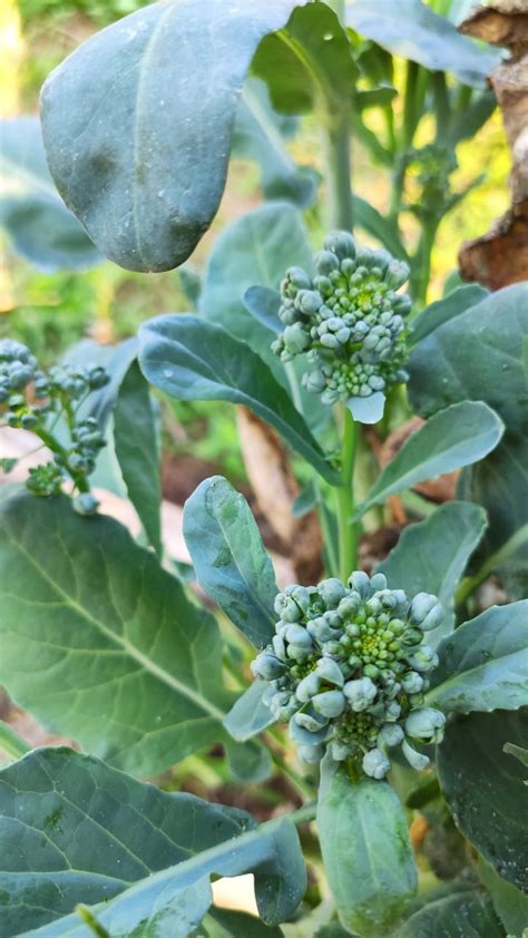 Beginners Guide On How To Grow Broccoli L 8 Step Guide To Care For