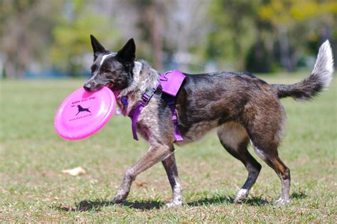 How To Train A Dog To Catch A Frisbee The Kingdom Of Dogs