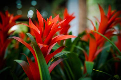 3 Things You Should Know About Flowering Bromeliads Happysprout