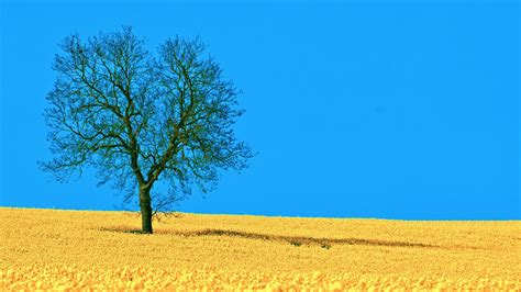 Landscapes Nature Horizon Trees Blue Skies Lone Tree Wallpaper