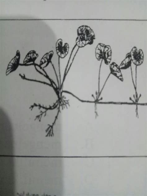 Perbedaan Akar Tinggal Dan Geragih