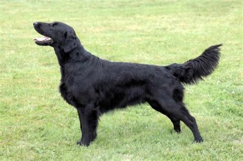 Flat Coated Retriever Ultimate Guide Personality Temperament And More