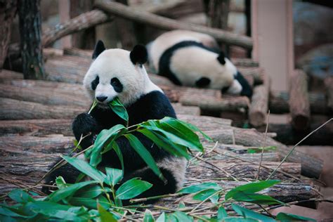 Can Incoming Pandas Pitch Woo At The Toronto Zoo Toronto Star
