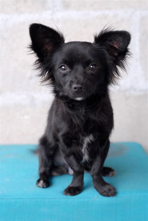 It's a fact—the papillon chihuahua mix is one of the cutest little dogs around! Adopt Angelo on in 2020 | Black chihuahua, Papillon mix, Dogs