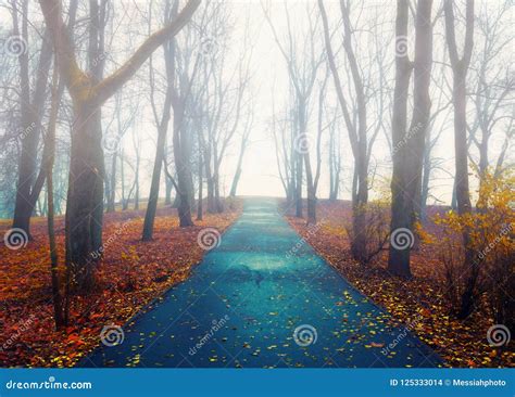 Autumn Landscape Autumn Park Alley With Bare Trees And Dry Fallen
