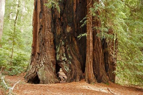 Descubre A La Sequoia Sempervirens La Conífera Más Alta Del Mundo
