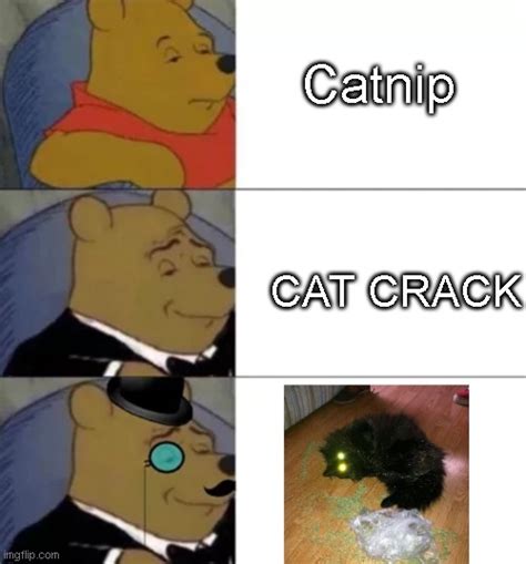 Cat Drugs Imgflip