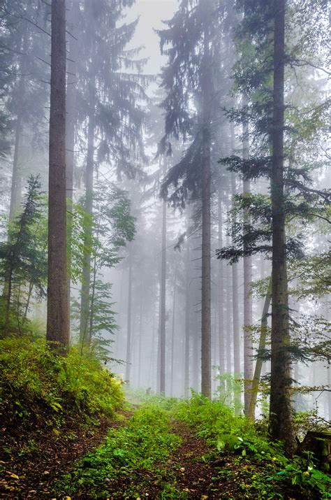 Foggy Mountain Morning In The Forest Val De Travers Switzerland