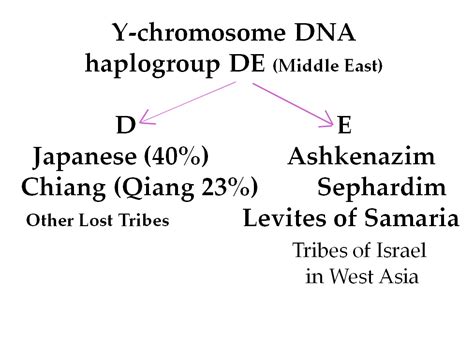 Dna Shows Japanese And Jewish Peoples Are Relatives