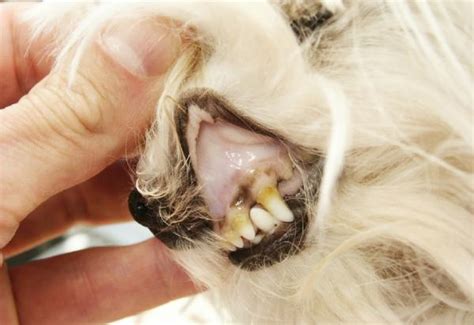 Infección de orina en perros Causas síntomas y tratamiento