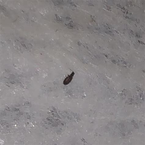 Tiny Black Jumping Bugs In House Near Window Daysi North
