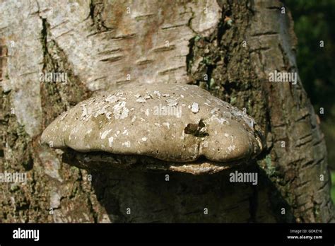 Birch Polypore Fungus Growing Out Of Tree Stock Photo Alamy