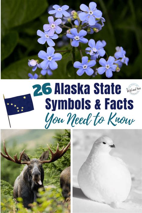26 Alaska State Symbols And Facts You Need To Know Alaska Travel