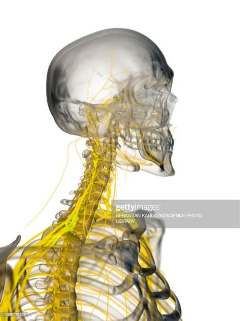 Cervical Nerves Illustration High Res Vector Graphic Getty Images