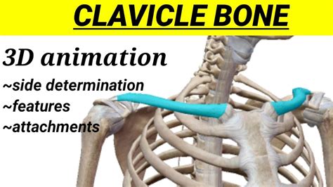 Clavicle Bone And Muscle Attachments 3d Animated Tutorial Bones