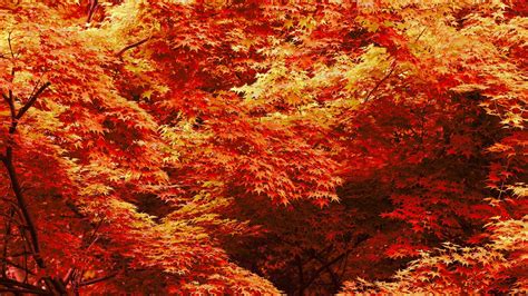 Choose from hundreds of free cool wallpapers. Cool Fall Backgrounds (69+ images)