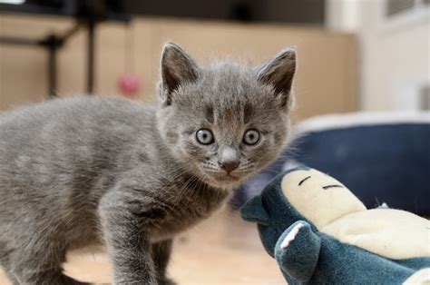 The cheapest offer starts at £100. Beautiful Male Grey Tabby Kitten for Sale! | Glenrothes ...