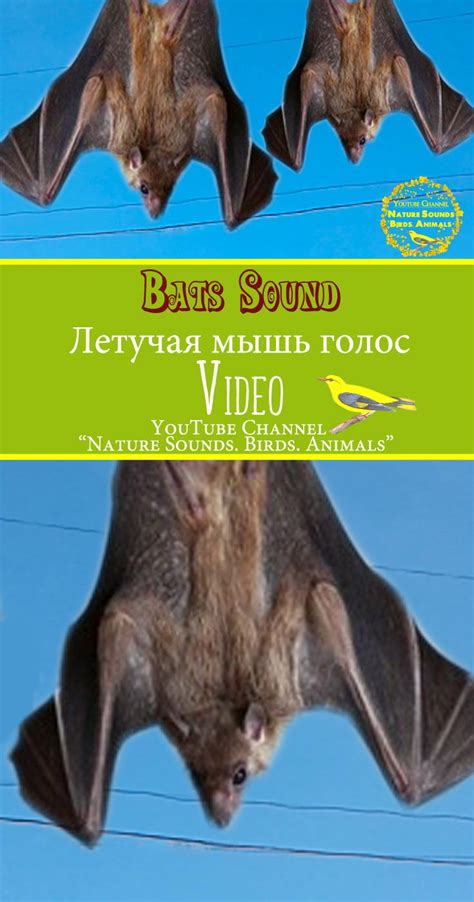 What noise does a baby bat make. Bats sound. Nature Sounds baby bat. Noises screeches and ...