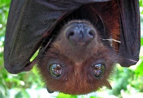 Flying Foxes Being Unable To Echolocate Rely Awwducational Reddit