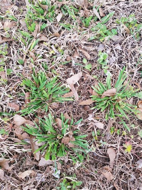 Weed identification : lawncare