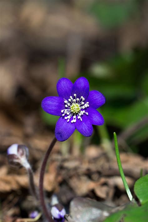 Wallpaper Id 291647 Flower Blue Forest Plant Spring Hepatica 4k