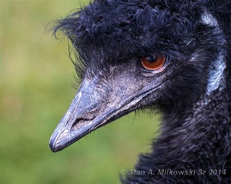 Emu At The Woodland Park Zoo Woodland Park Zoo Woodland Park Woodland