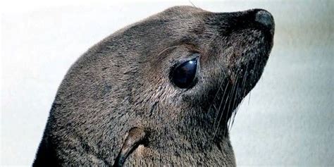 California Swd Green2stay Record Number Of Fur Seals Washing Up Dead