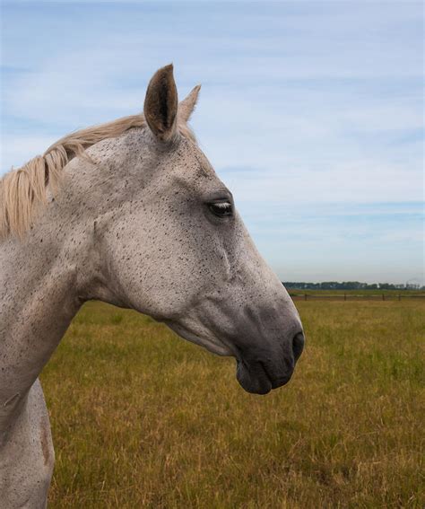 Profile Of A Gray Horse Head By Ruud Morijn