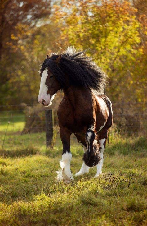 Beautiful Clydesdale Horse Breeds Horses Big Horses