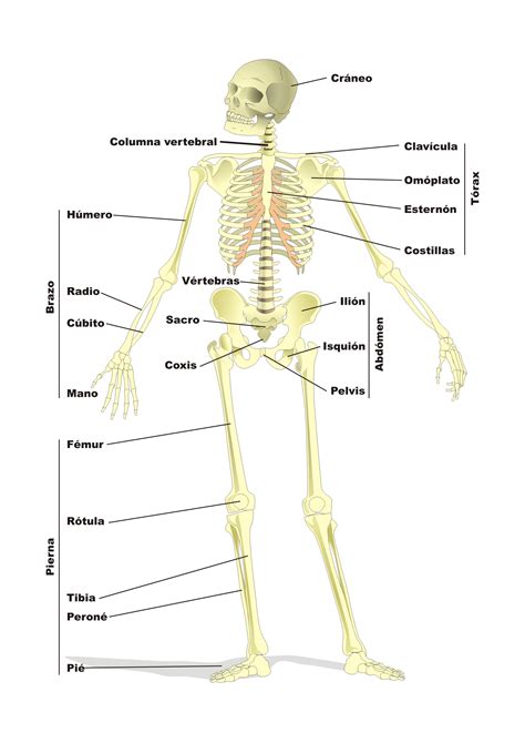 El Esqueleto Humano Proyecto Educere