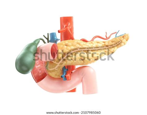 7 Minor Duodenal Papilla Images Stock Photos And Vectors Shutterstock