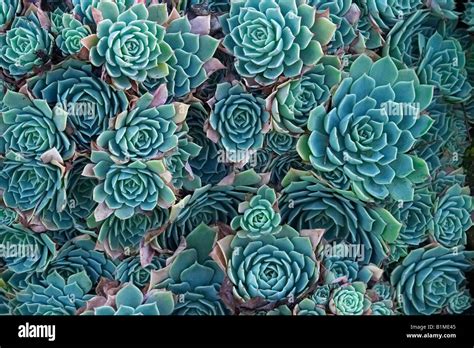 Echeveria Elegans Succulent Stock Photo Alamy