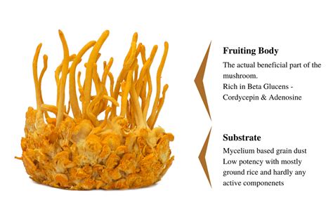 How To Select An Authentic Cordyceps Mushroom