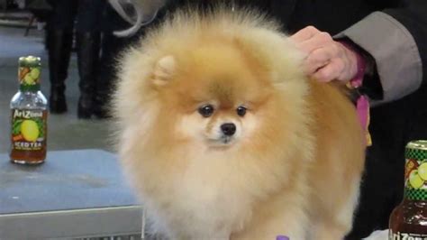 Pomeranian Getting Poofed At Westminster Dog Show Youtube
