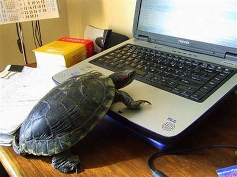 Most Funny Picturesweirdbizarrestrange Stuff Animals Using Computer