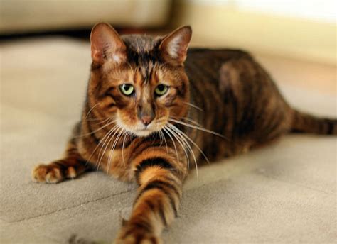 Toygers The Worlds Cutest Cat Breed Pethelpful