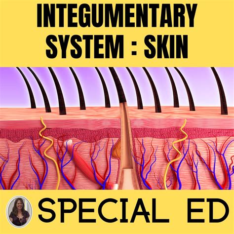 Integumentary System For Special Education Layers Of Skin Anatomy