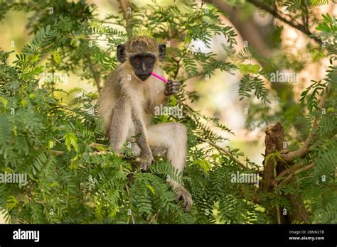 Green Monkey Chlorocebus Sabaeus Youngster Chewing On Plastic Gambia