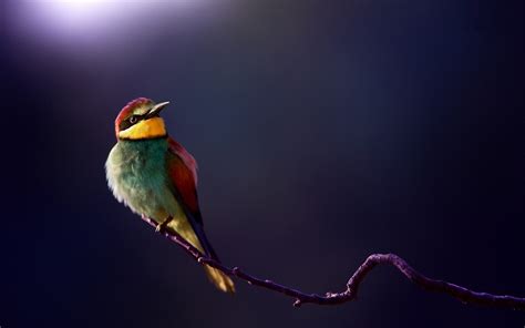 1920x1200 Birds Animals Bee Eaters Wallpaper Coolwallpapersme