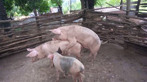 Mating Pigs Youtube