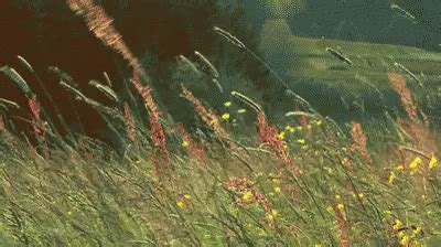 Gif Grass Waving Wind Discover Share Gifs