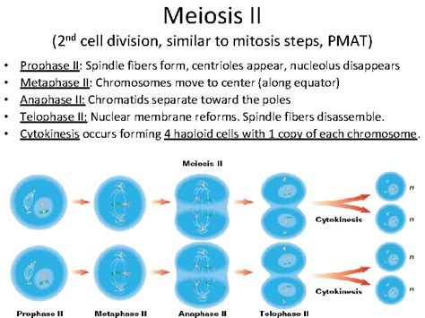 Meiosis Making Haploid Reproductive Cells Goal Of Meiosis