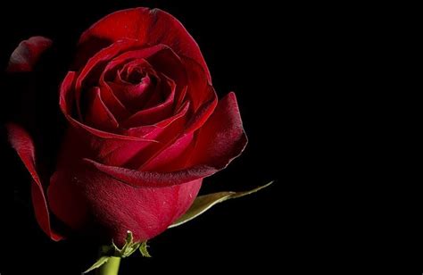 Romantic Rose Pictures Cute Rose Picture Rose Wallpaper ~ Karthiks Blog