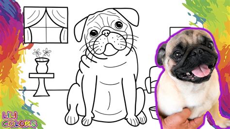 Como Desenhar Um Pug Desenhei Meu Cachorro Colorindo Pug Desenho