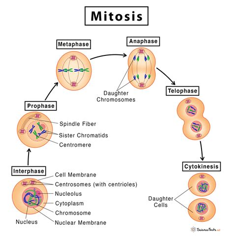 Mitosis Definition Stages And Purpose With Diagram Mitosis Cell