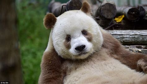 Meet The Worlds Only Brown Panda Qizai As His Keeper Reveals Funny