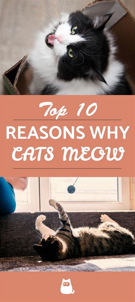 Why Do Cats Meow Types Meanings And Videos Cats Meow Cat